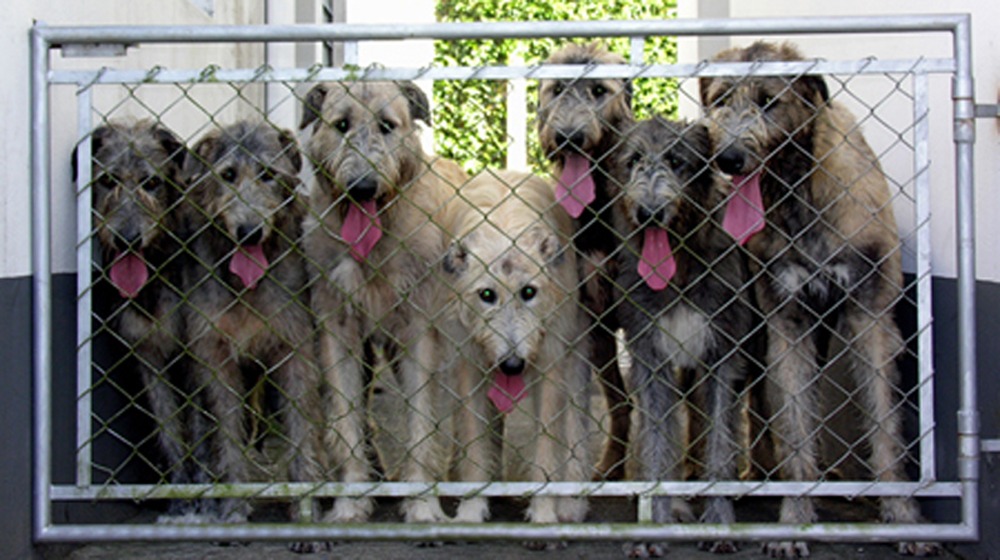 Lei que proíbe o abate de animais em canis pode ser adiada