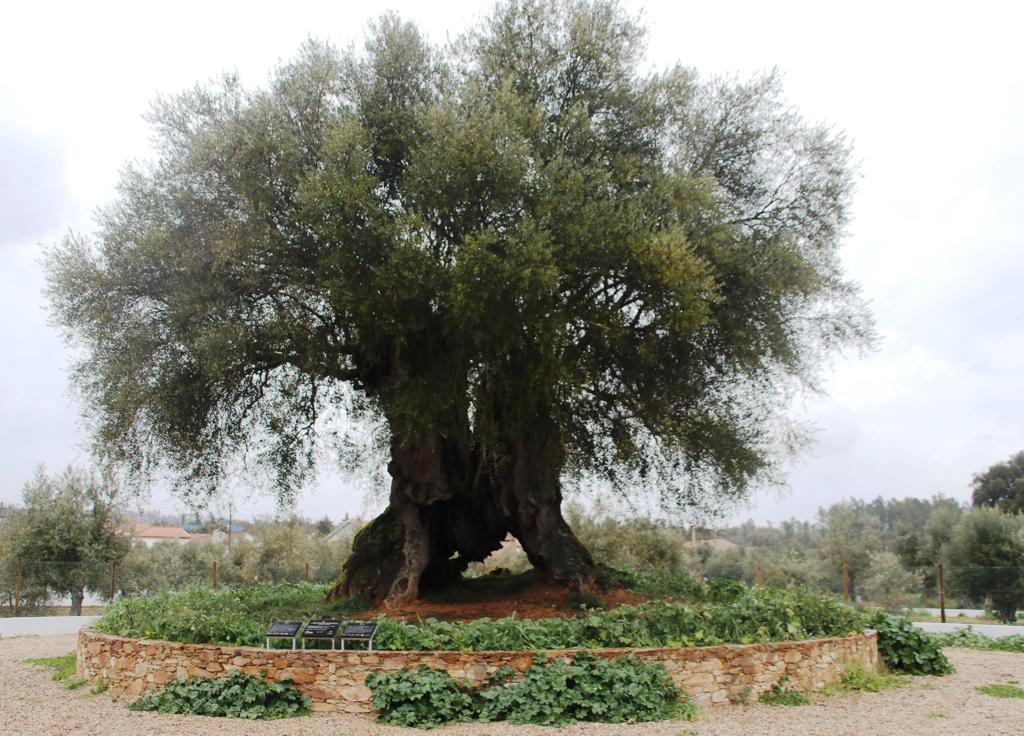 “Oliveira do Mouchão” de 3500 anos é candidata a “Árvore Europeia do Ano 2022”
