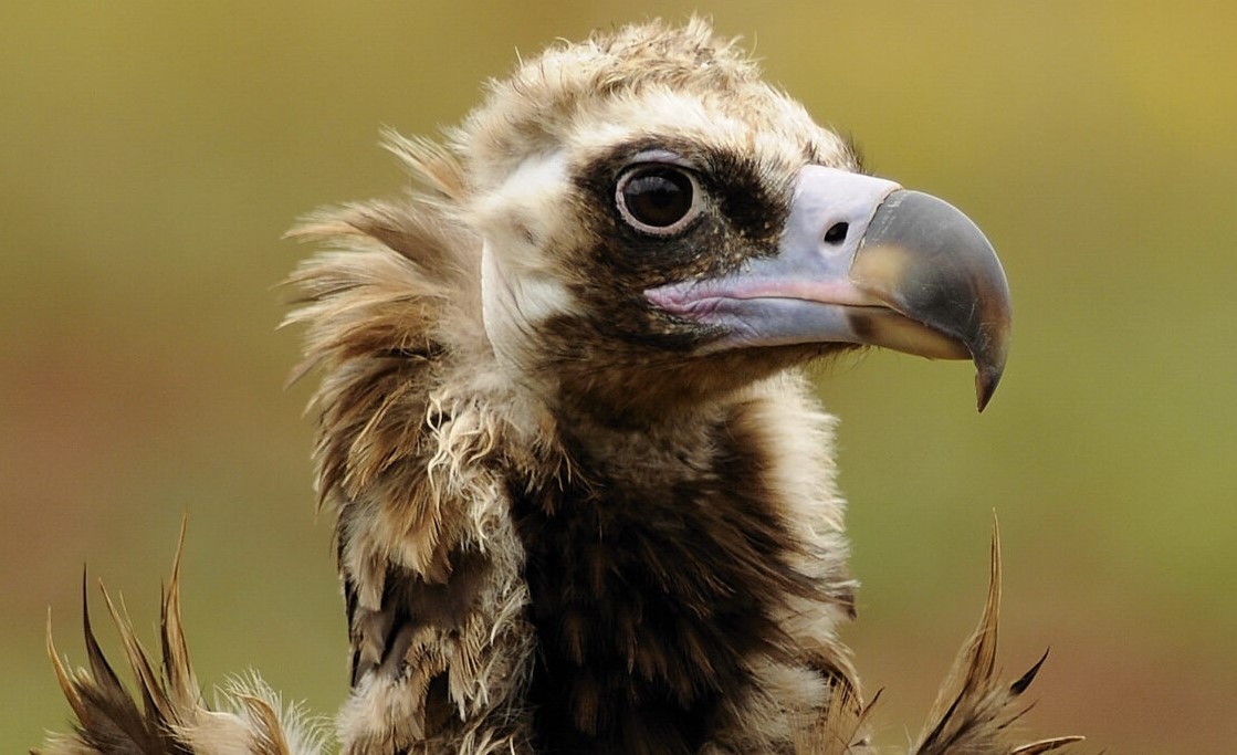 UTAD vai devolver abutre preto à Natureza no Parque Natural do Douro Internacional
