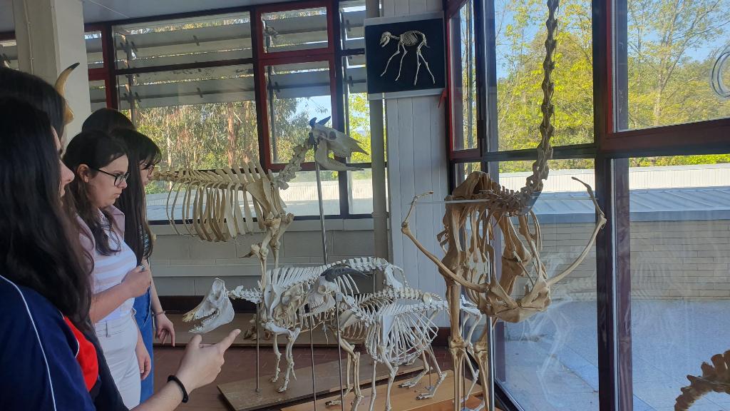 Mais de 50 esqueletos expostos no Museu de Anatomia Animal da UTAD